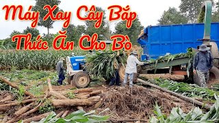 Nông nghiệp Thông Minh/ Công Nghệ hiện Đại Máy Xay Cây bắp Thức ăn Cho bò  /Bà Phạm ÚT