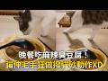 晚餐吃麻辣臭豆腐！　一旁貓咪伸毛手狂做撥貓砂動作XD