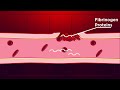 Platelets  blood clotting  biology  fuseschool1080p