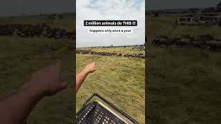 Wildebeest migration in Serengeti National Park-Maasai Mara National Reserve epic wildlife journey 🌍