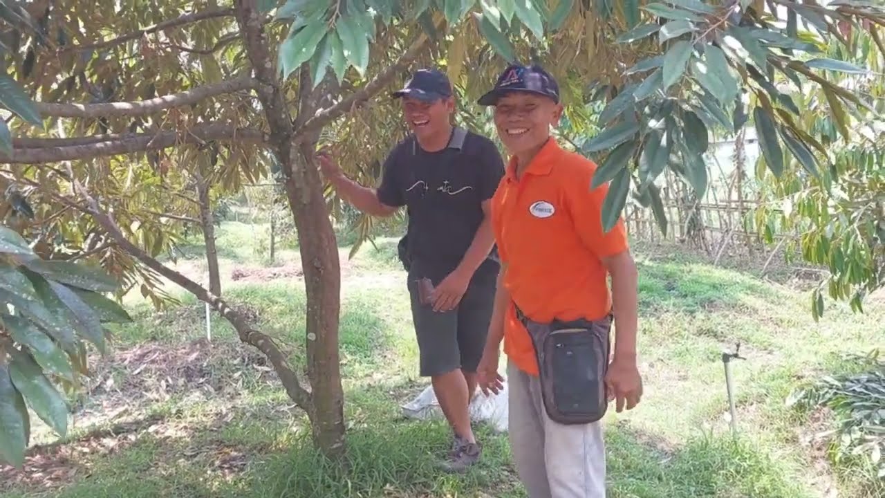 Pak Hengki 3 Tahun Berjuang, sekarang panen durian Musangking @bolangagromalang #musangking #durian