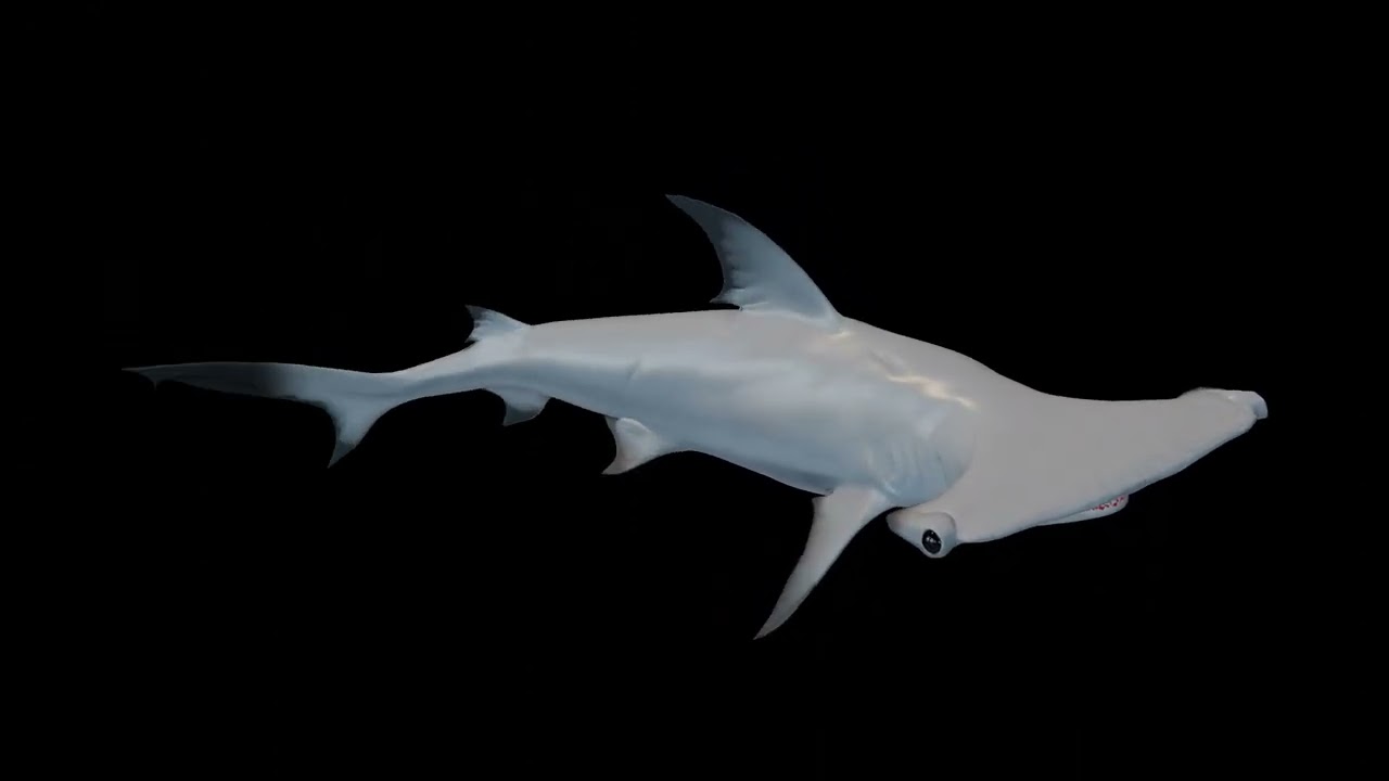 Animated Hammerhead shark (02) - Superhive (formerly Blender Market)