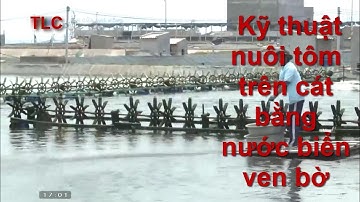 Kỹ thuật nuôi tôm trên cát bằng nước biển ven bờ