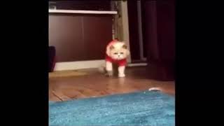 BEST AMAZING FUNNY & ADORABLE Videos CATS DOGS DANCING & SINGING COMPILATION till 2017 ( 240 X 426 )