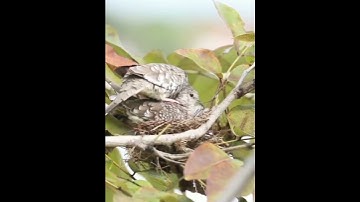 PERKUTUT IMPORTNYA MULAI BERKEMBANG BIAK DI AVIARY
