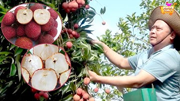 Vải thiều KHÔNG HẠT - Cắn ngập răng để tận hưởng được độ ngon ngọt khi ăn vải