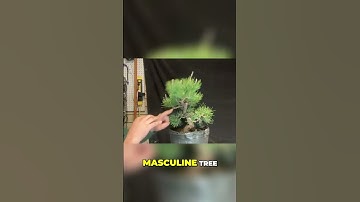 Mastering Apex Placement: The Key to Perfect Bonsai