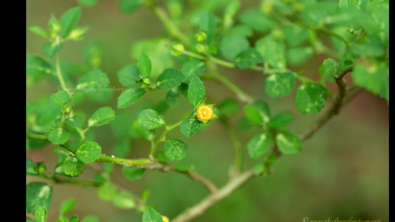 Bala, Sida cordifolia, flannel weed, bala, country mallow, Khareti, Bala, Barial, Kumghi.