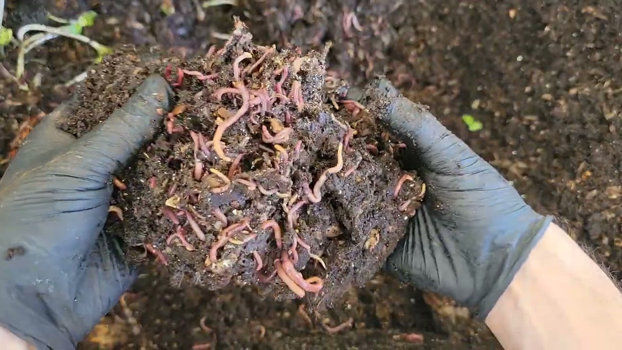 20 дней спустя… Могут ли черви ДЕЙСТВИТЕЛЬНО есть апельсиновую кожуру? 🍊🪱