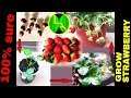 How to grow Strawberries plant from fruits at home easy steps
