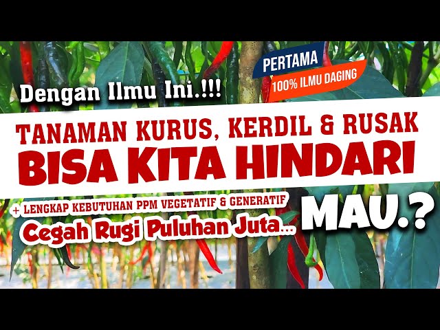 100% ILMU INI DAGING.!!! AGAR TANAMAN TIDAK KURUS, KERDIL u0026 RUSAK. MAU.?? | Subur, Sehat, Lebat class=