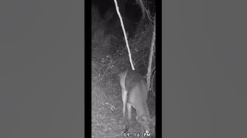 10 point hitting mock scrape! #deer #hunting #bucks