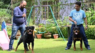 India’s Top Professional Rottweiler Dog Breeder Vom Carnivous । All About Rottweiler