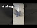 Flapping Parrot Doesn't Find Takeoff || ViralHog