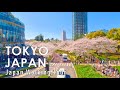 Walking through Tokyo, Japan with cherry blossoms blooming 4K 60fps HDR-