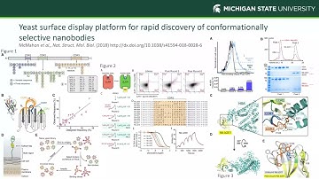Yeast surface display platform for nanobody discovery, McMahon-Kruse, Nat Struct Mol Biol (2018)