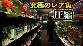 東京都北区にある世界のあらゆる珍種魚種が集まる「アクアリウムショップ」ツーウェイ