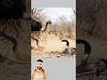 لا تستهن أبدا بقوةالنعامةشاهد هذالصراع النادر في قلب الطبيعبين طائرضخم معلومة أسرار يوتيوب اكسبلور