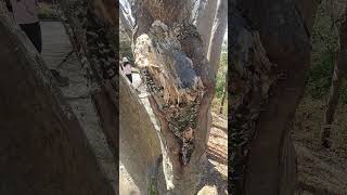 Tree trunk the bark is fallen away #wound #fungi