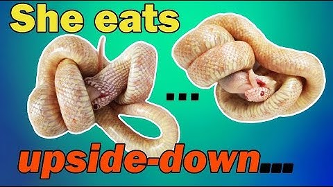 FMPF: Feeding my Derpy Kingsnake...