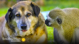 A Vervet Monkey Befriends Some Hostile Dogs  Amazing Animal Friends | Smithsonian Channel