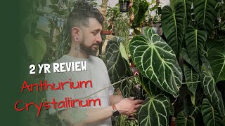 Anthurium Crystallinum Review | 2 Years Later | Is this plant worth the hype? screenshot 3