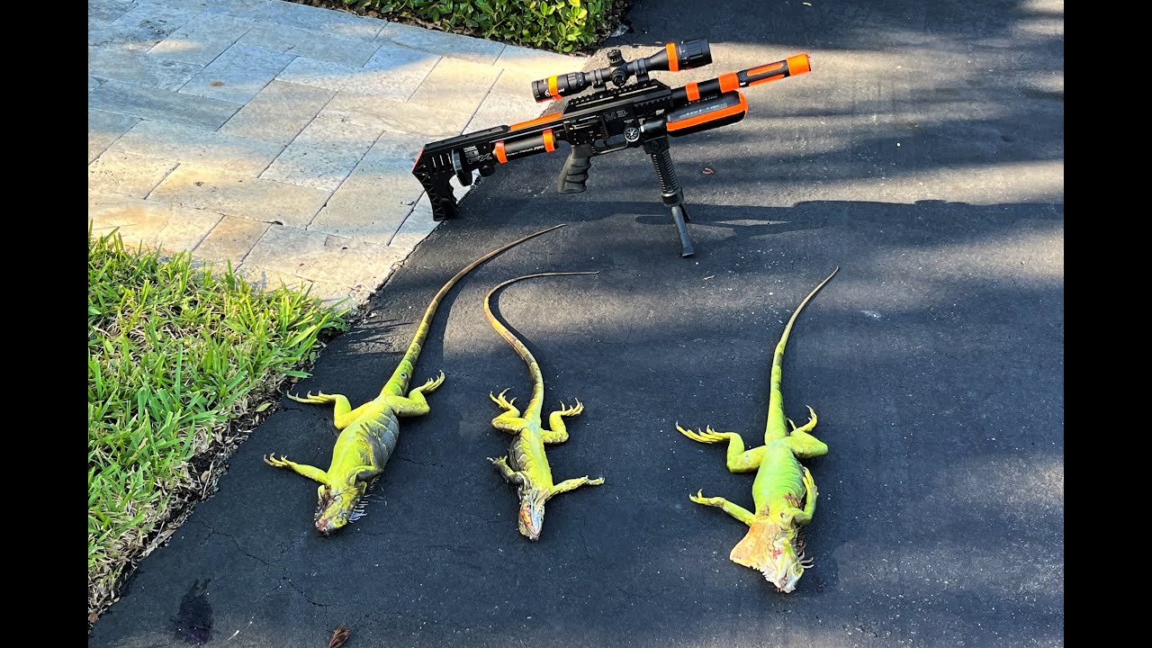 IGUANA EXTERMINATORS Invasive Iguana Removal w FX PCP Pellet Gun