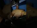 Si Merah Merona #viralvideo #fypシ #shorts #shortvideo