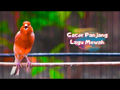 Video Lovebird NGEKEK Panjang! Seketiak Bikin EMOSI Lovbird... - youtube