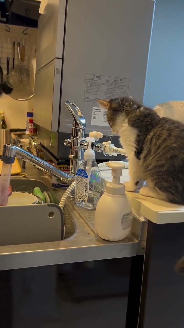 Top des vidéos très mignon ❤️ ❤️ ❤️ ❤️