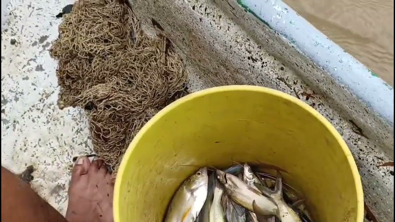 Pesca en el rio Magdalena- subienda de nicuro 