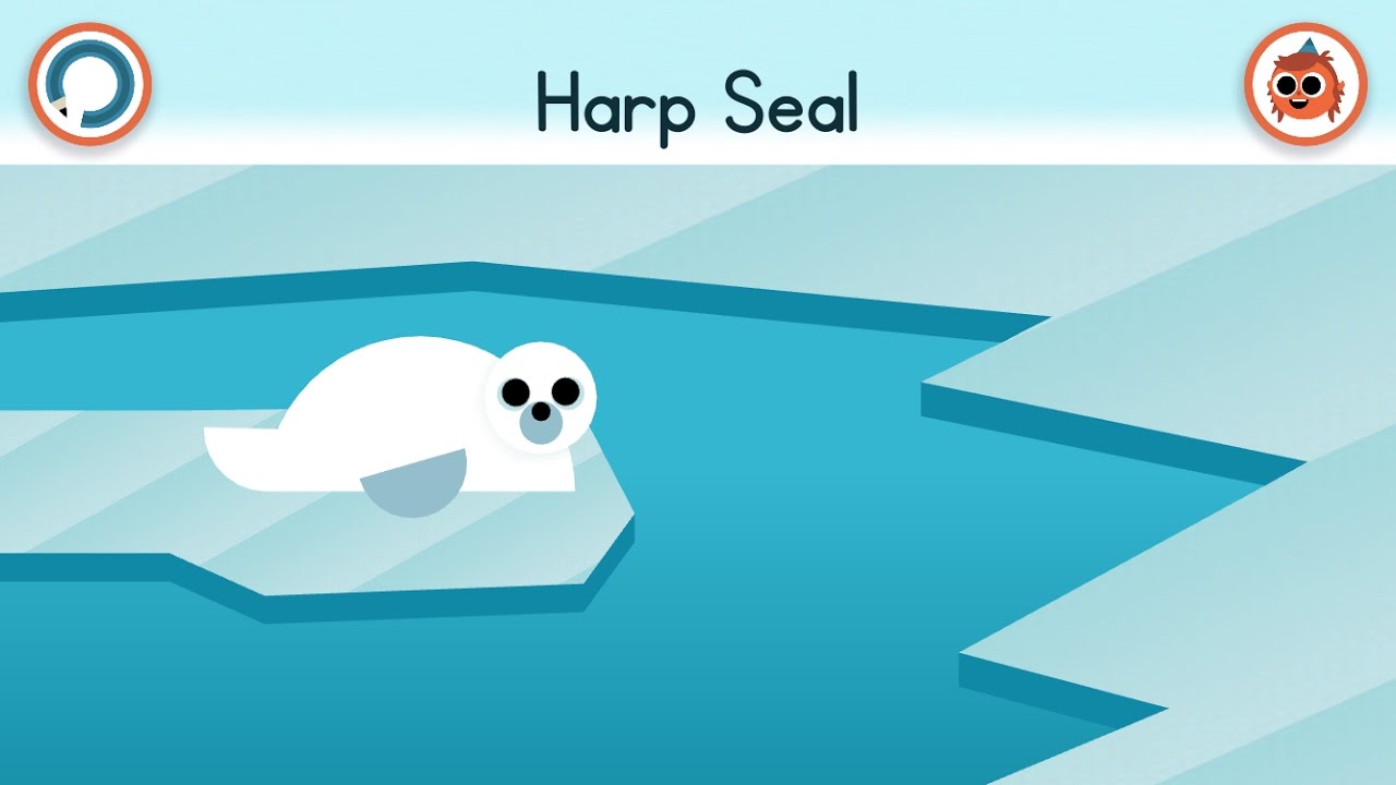 how to draw a harp seal artie s world youtube
