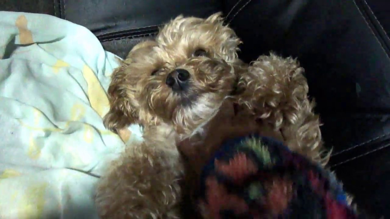 MEU CACHORRINHO ISPAIKE MIMINDO.