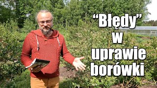 "Błędy" w uprawie borówki. Co zrobiłem źle. Jak uprawiać borówkę?