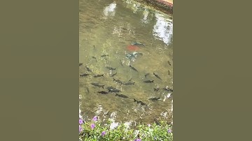 phát hiện bầy cá lóc bông đang bảo vệ cá con #cacconvat #docla #fishing