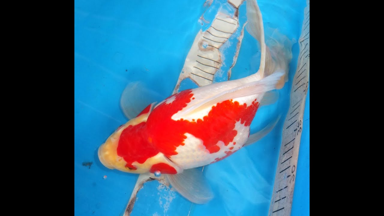 金魚の名前の由来 知ってます 鱗が光ったから 黄金と同じ価値だから 金魚の名前の由来 知ってます 鱗が光ったから 黄金と同じ価値だから