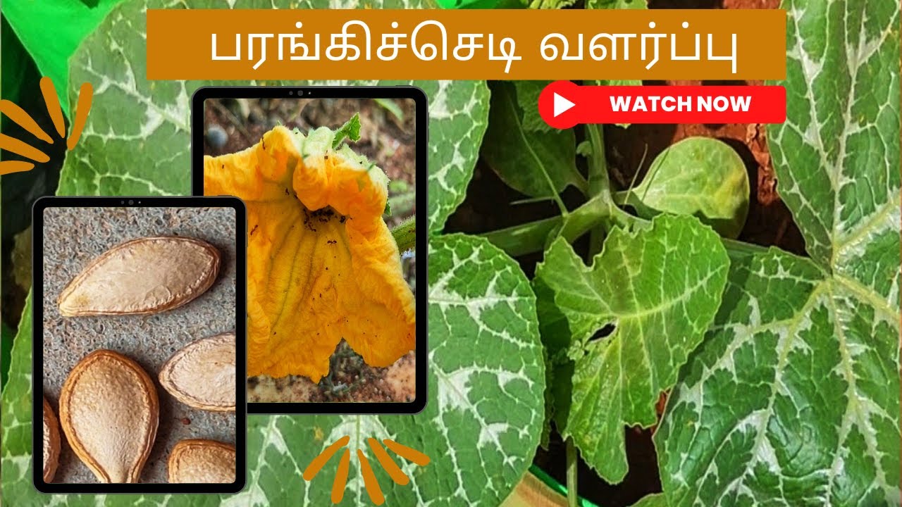பரங்கிக்காய் அல்லது மஞ்சள் பூசணி வளர்ப்பு முறை?How to Grow Pumpkin Plant from Seed in Tamil?