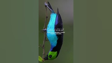 أكتب شيء تؤجر عليه ❤️‍🩹#القارئ_خالد_الجليل #سورة_الأعراف #قرآن #قرآن_كريم
