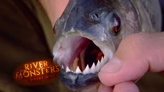 The Brutal Black Piranha | PIRANHA | River Monsters