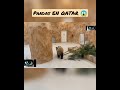 PANDAS EN QATAR!!!!🐼😯🥰