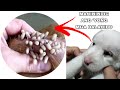 RESCUED PUPPY WITH MANGOWORMS 😟