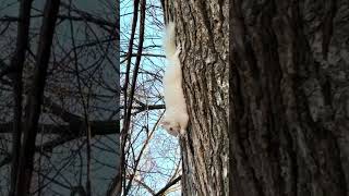 Albino squirrel on the National Mall in Washington, D.C., Jan. 15, 2026