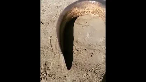 рыбы аральского моря