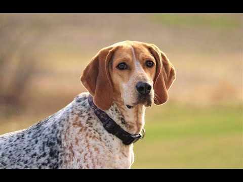 Видео: Русская арлекинская собака