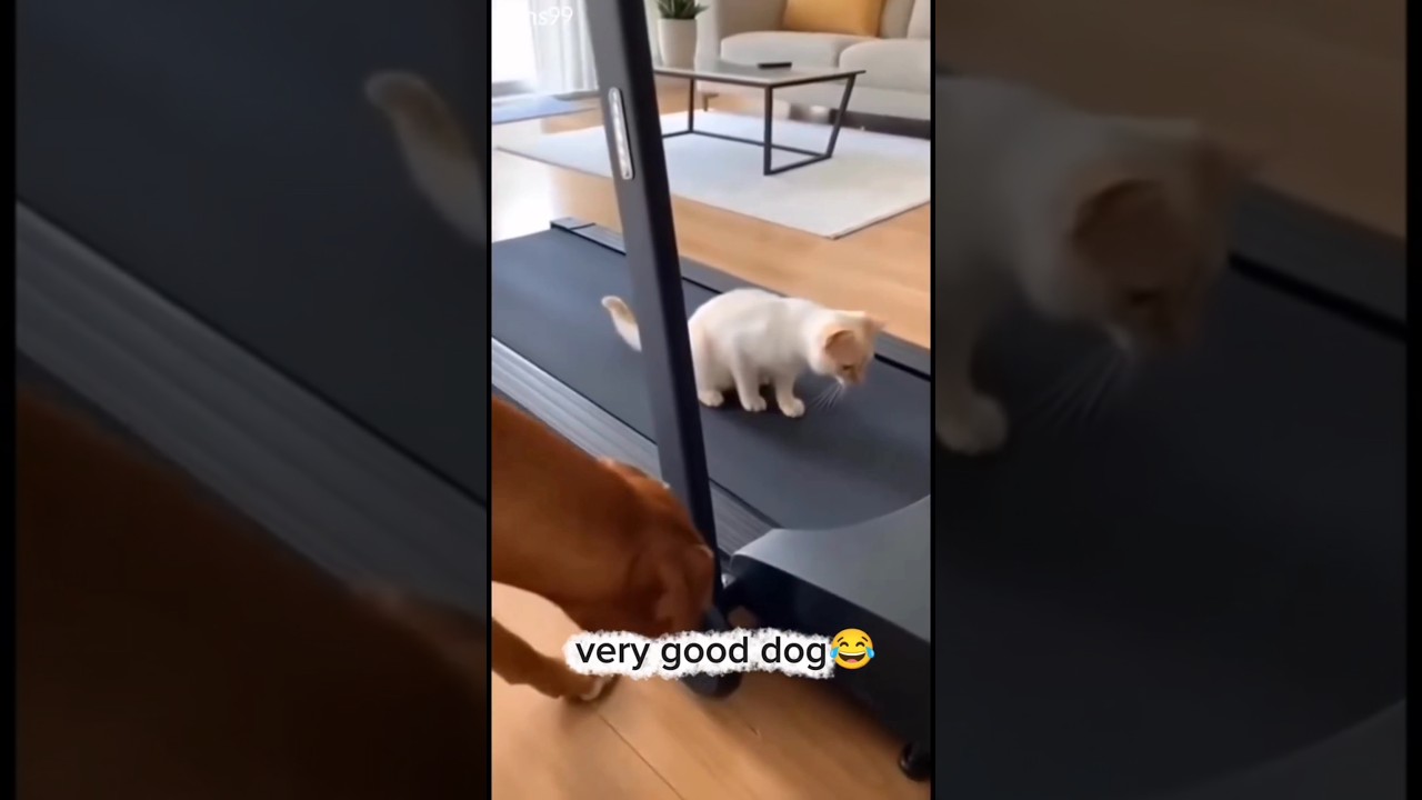 Cat, how did it feel to run on the treadmill? 