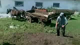 Драка на ферме / Сельская Жизнь Драка на ферме / Сельская Жизнь
