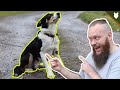 How To FIX Aggressive Behaviour From Your Dog on a Lead INSTANTLY!