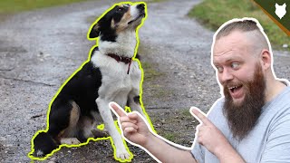 How To FIX Aggressive Behaviour From Your Dog on a Lead INSTANTLY!