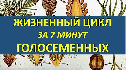 ЖИЗНЕННЫЙ ЦИКЛ ГОЛОСЕМЕННЫХ ЗА 7 МИНУТ (+ разбор заданий из ЕГЭ)