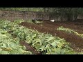 vermi compost treding short